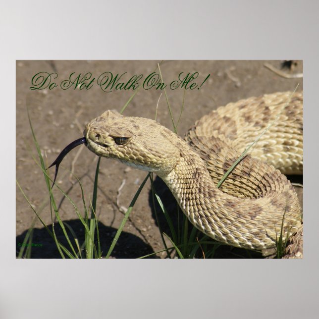 R8 Prairie Rattlesnake Head Shot Poster (Framsidan)