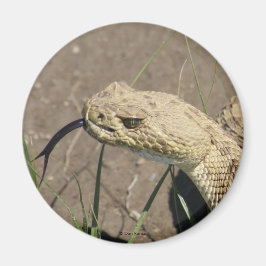 R8 Prärieklapperslange Huvudskott Magnet