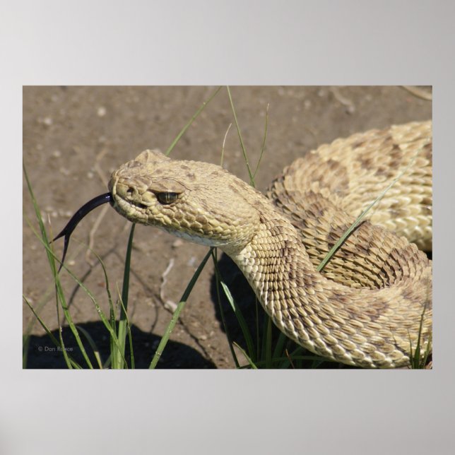 R8 Rattlesnake Head Shot Poster (Framsidan)