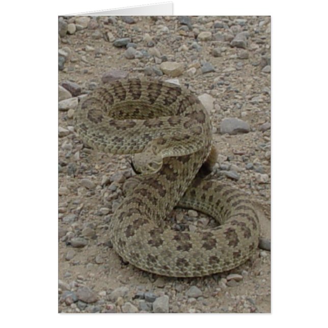 R9 Prairie Rattlesnake Coiled Hälsningskort (Framsidan)