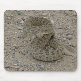 R9 Prairie Rattlesnake Coiled Musmatta