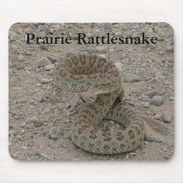 R9 Prairie Rattlesnake Coiled Musmatta (Framsidan)