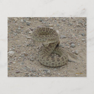 R9 Prairie Rattlesnake Coiled Vykort