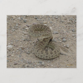 R9 Prairie Rattlesnake Coiled Vykort