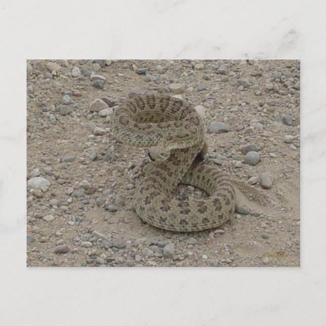 R9 Prairie Rattlesnake Coiled Vykort (Framsida)