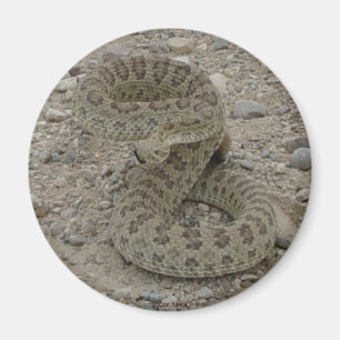 R9 Prairie Rattlesnake Coved Magnet