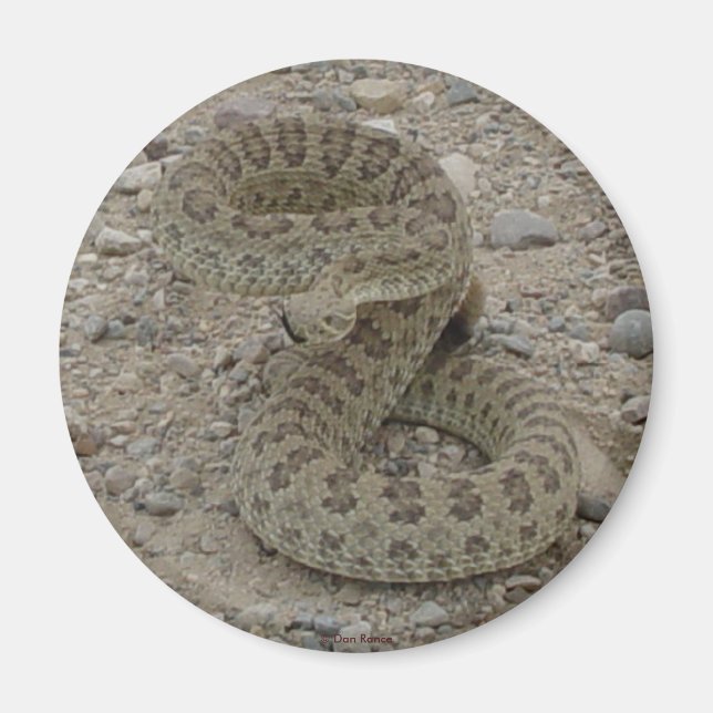 R9 Prairie Rattlesnake Coved Magnet (Framsidan)