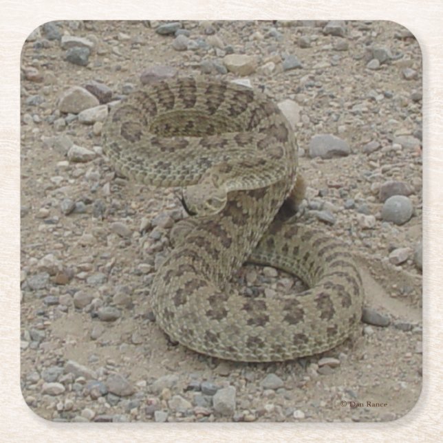 R9 Prairie Rattlesnake Underlägg Papper Kvadrat (Framsidan)
