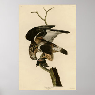 Rå falk från Audubon Birds of America Poster