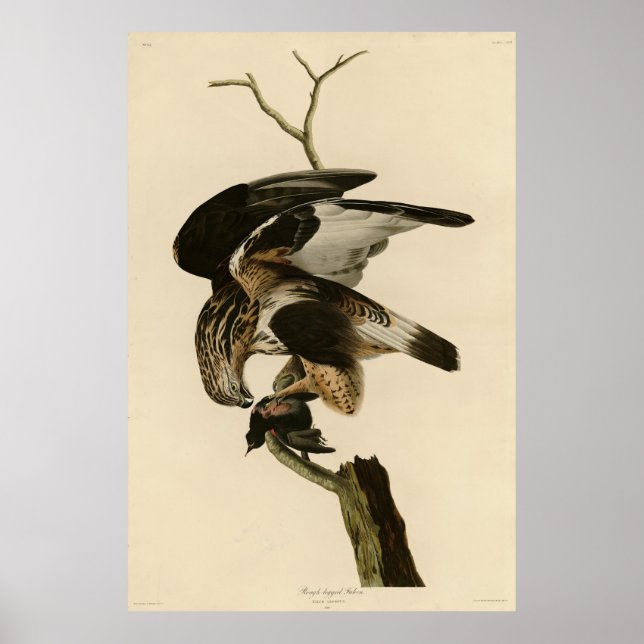 Rå falk från Audubon Birds of America Poster (Framsidan)
