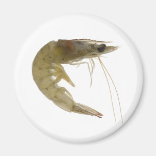 Rå grå färgräka magnet