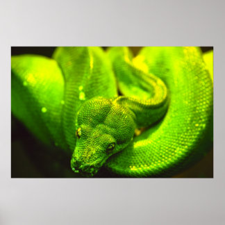 Rå Grönt Snake - Poster