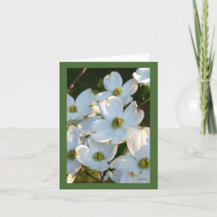 (Rå) vitDogwood, Kort