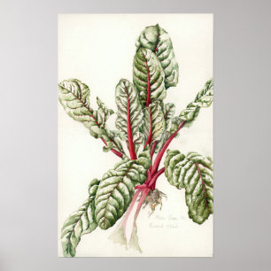 RabarberChard 1992 Poster