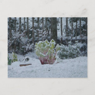 Rabatt i snö vykort