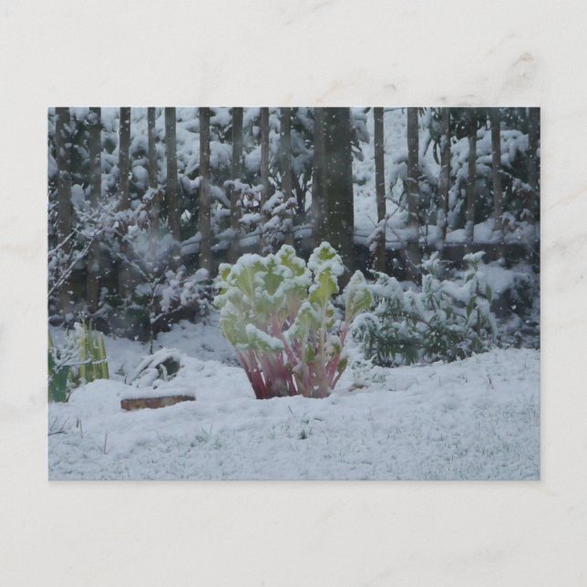Rabatt i snö vykort (Framsida)