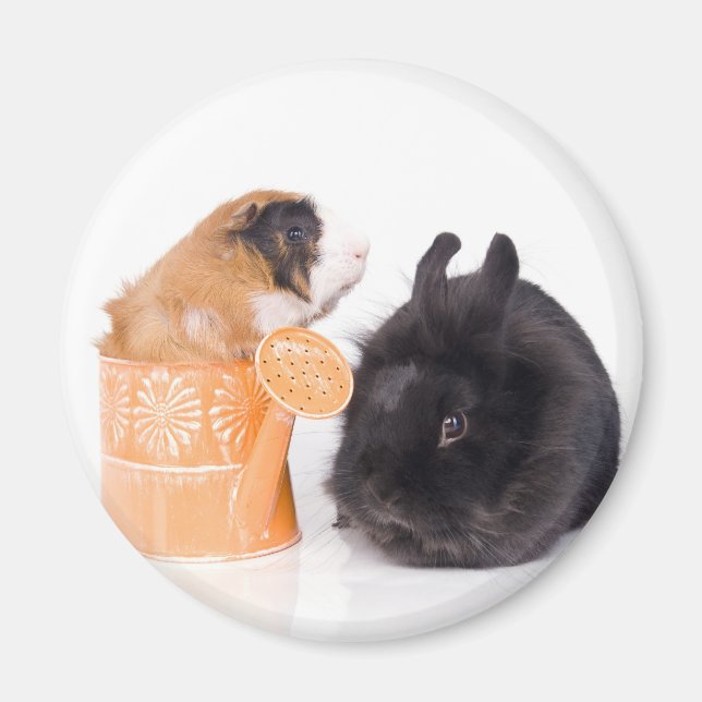 rabbit and guinea pig magnet (Framsidan)