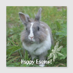 Rabbit bunny