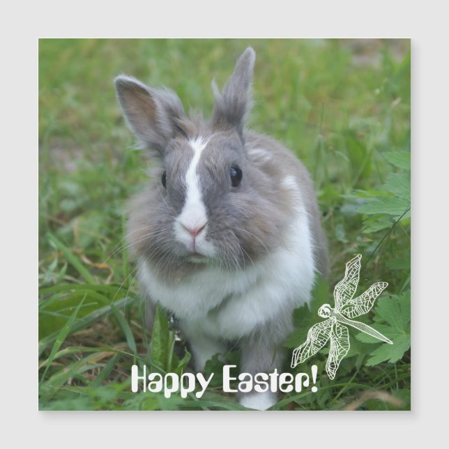 Rabbit bunny (Framsida)