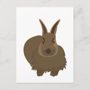 Rabbit Bunny Hare Vykort