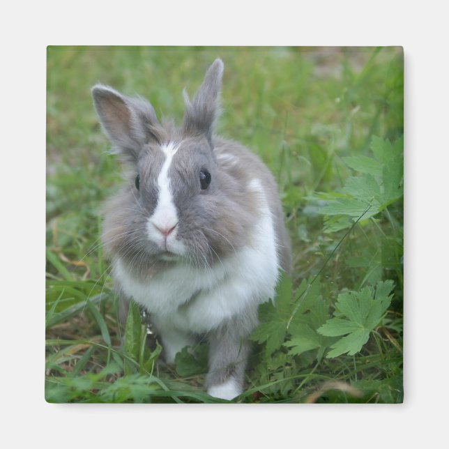 Rabbit bunny magnet (Framsidan)