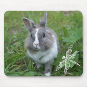 Rabbit bunny musmatta