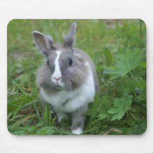 Rabbit bunny musmatta