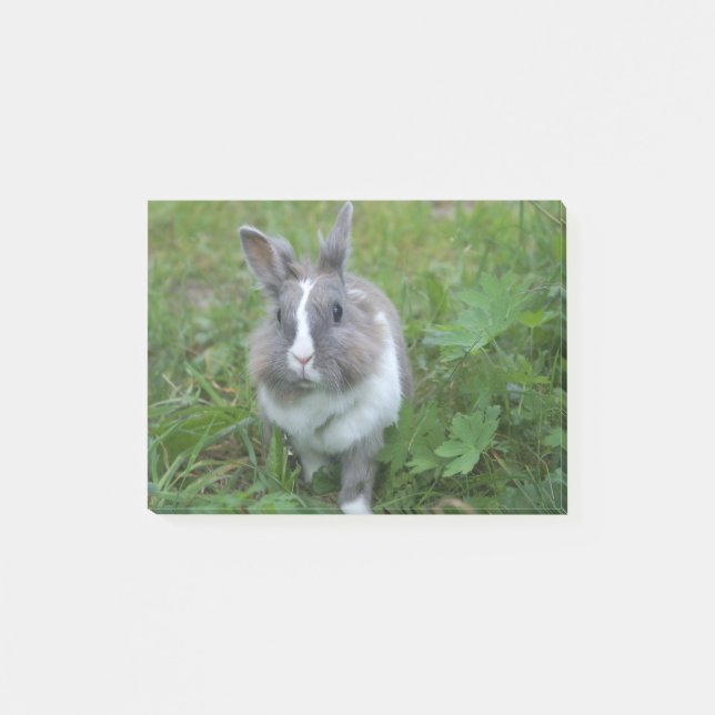 Rabbit bunny post-it block (Framsida)