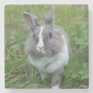 Rabbit bunny stenunderlägg
