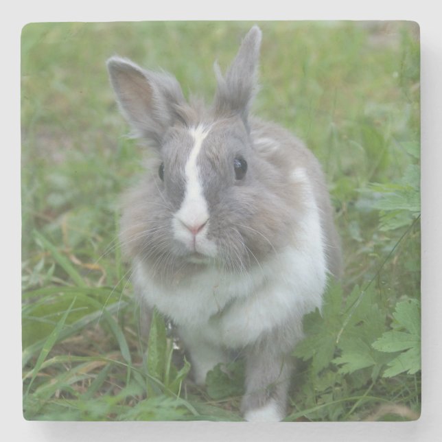 Rabbit bunny stenunderlägg (Framsidan)