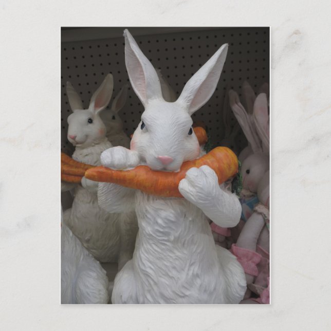 Rabbit Eating Carrot Vykort (Framsida)