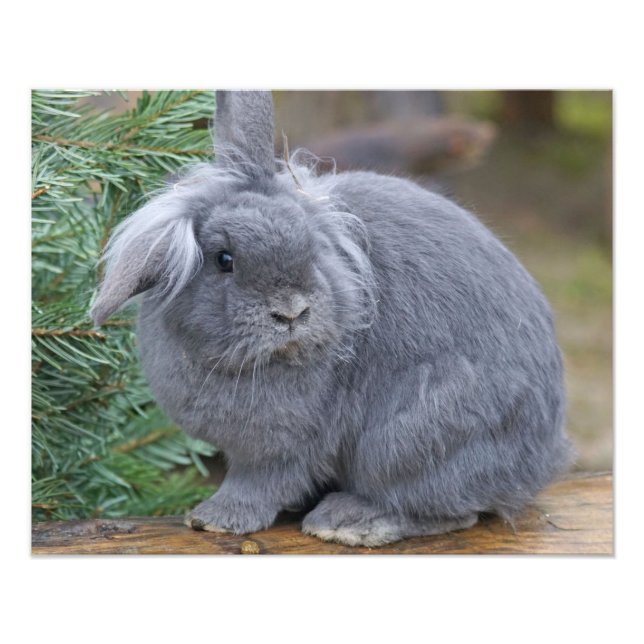 Rabbit Fototryck (Framsidan)