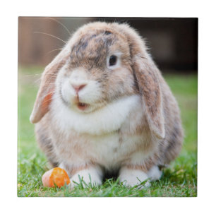 Rabbit från Cute Lop-Eared i Grass with Carrot Kakelplatta
