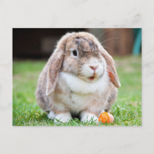 Rabbit från Cute Lop-Eared i Grass with Carrot Vykort