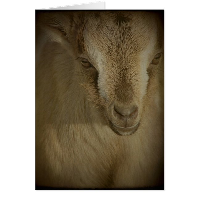 Rabbit Hälsningskort (Framsidan)