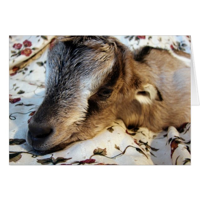 Rabbit Hälsningskort (Framsidan Horizontal)