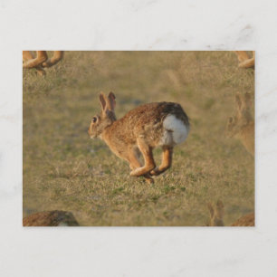 Rabbit Hopping Postcard Vykort