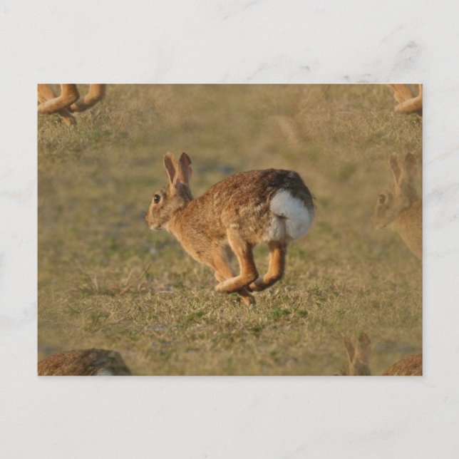 Rabbit Hopping Postcard Vykort (Framsida)