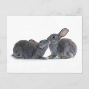 Rabbit Kiss Vykort