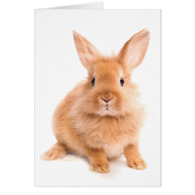 Rabbit OBS Kort (Framsidan)