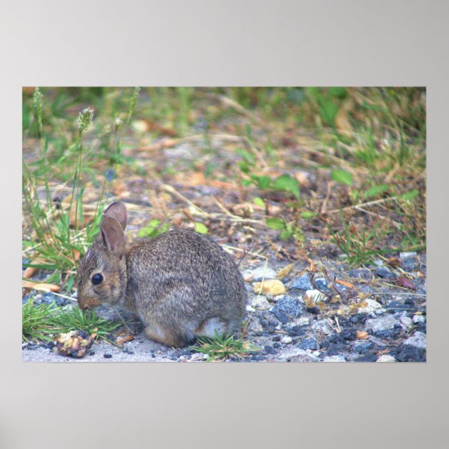 Rabbit Photo Poster (Framsidan)
