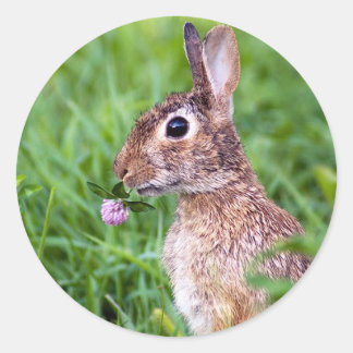 Rabbit Runt Klistermärke