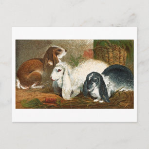 Rabbit Trio Vykort