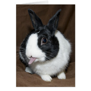 Rabbit Tunga Hälsningskort