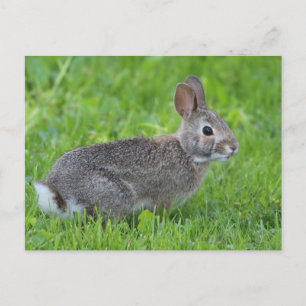 Rabbit Vykort