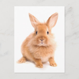 Rabbit Vykort