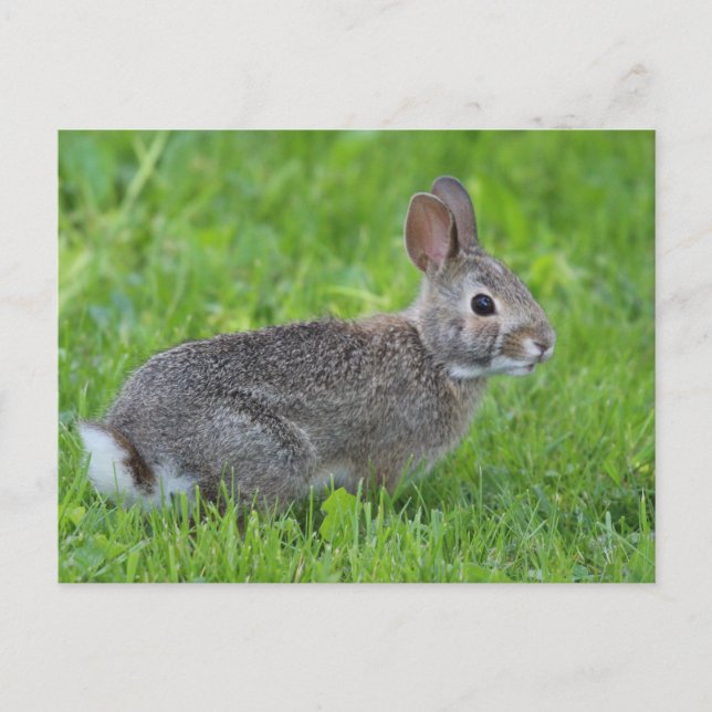 Rabbit Vykort (Framsida)