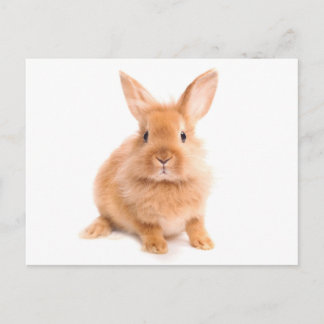 Rabbit Vykort