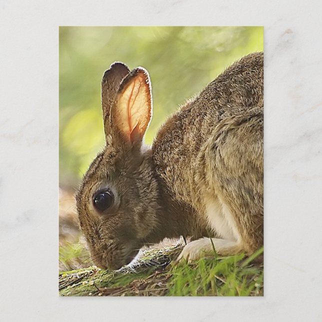 Rabbit Vykort (Framsida)