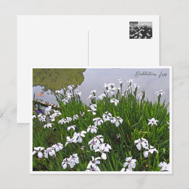 Rabbitear Iris Vykort (Fram/baksida)